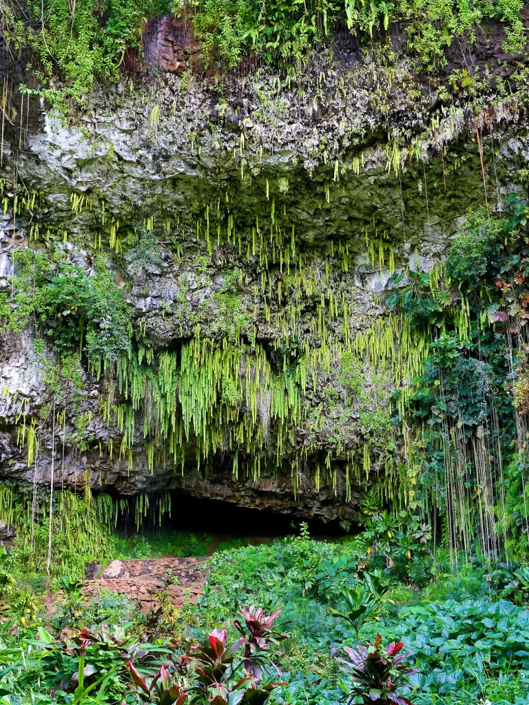 image of fern grotto in kauai for kauai itinerary