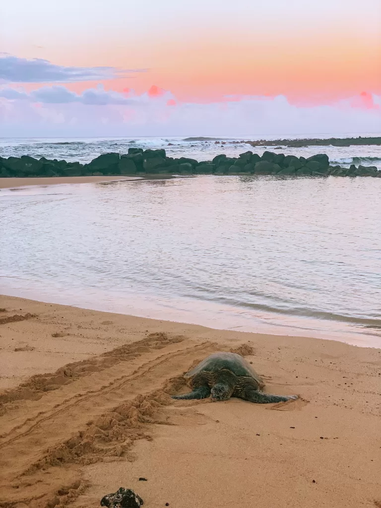 image of turtles at sunrise at poipu beach for a kauai itinerary