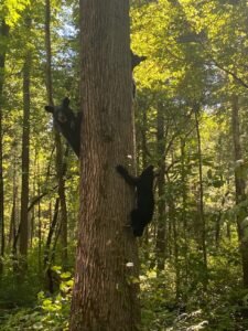 3 bears climbing up a tree