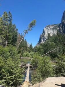 view of a tilted tree above a lake in Kings Canyon with a mountain in the background