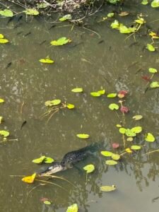 Alligator in the swampy water in the Everglades