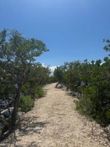 sandy trail bordered by mangroves in biscayne