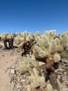 Cholla Cacti beneath a bright blue sky 