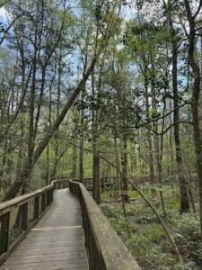 shady boardwalk in congaree national park