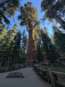Looking up at the General Sherman tree