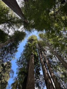 looking up at a group of very tall redwoods