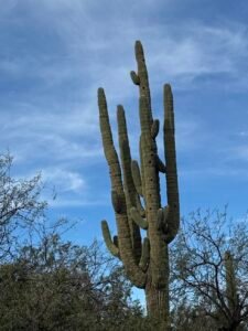 Large cactus with 8 arms and various holes